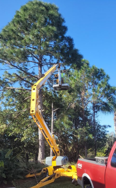 Colton's Tree Service | Palm City & Port St Lucie